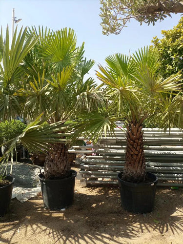 Copernicia prunifera – Wax Palm (Caranday Palm)